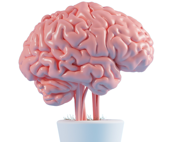 a pink cartoon brain growing out of a white planter