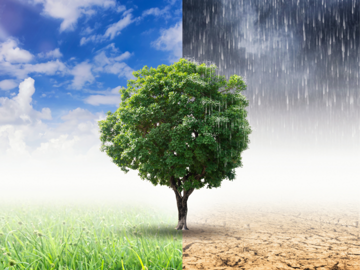 A tree half in a green field and half in desert in the rain