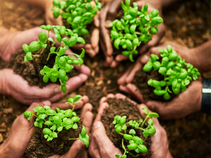 Hands holding sprouting plants