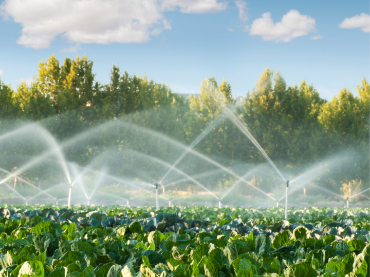 Decorative image of field of produce