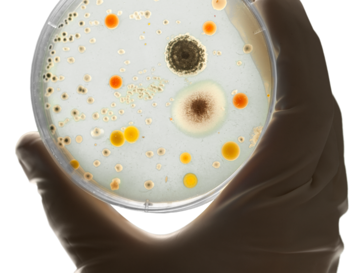 A hand holding a petri dish