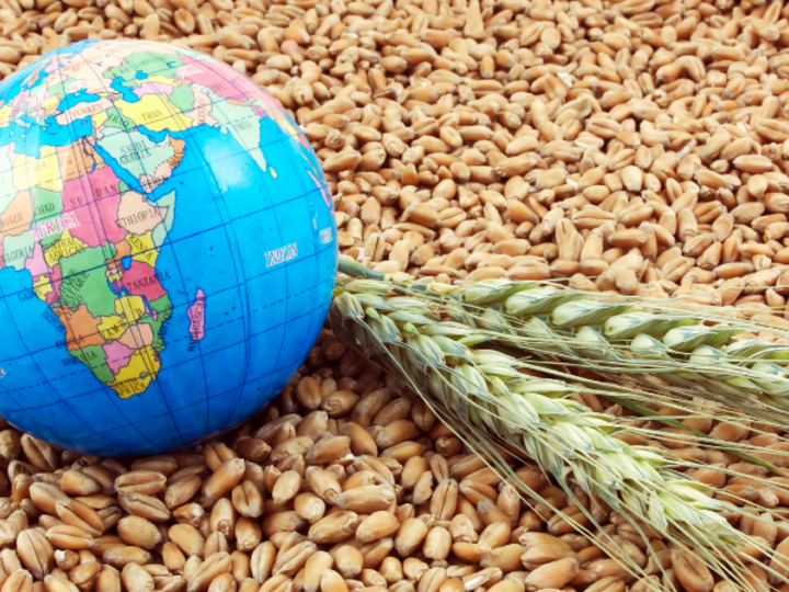 Blue globe and green wheat stalks lying on a bed of wheat grains.