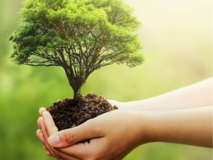 Hands holding soil with a small tree against a sunlit, blurred green background