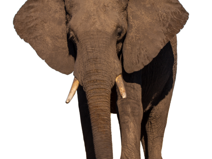 African elephant