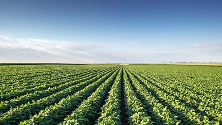 crop field